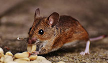 24 Hour & Emergency Exterminators in Blairsden Graeagle, CA